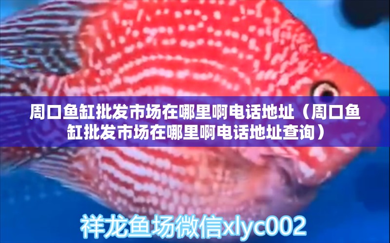 周口魚缸批發(fā)市場在哪里啊電話地址（周口魚缸批發(fā)市場在哪里啊電話地址查詢） 祥龍水族醫(yī)院