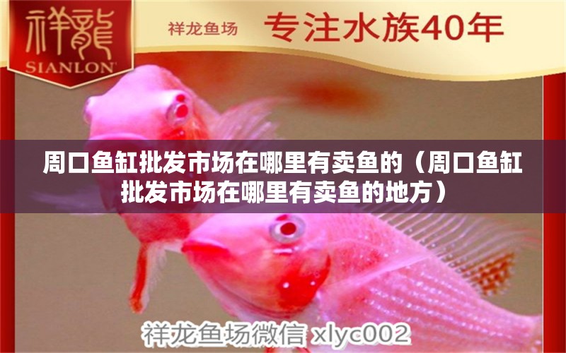 周口魚缸批發(fā)市場在哪里有賣魚的（周口魚缸批發(fā)市場在哪里有賣魚的地方）