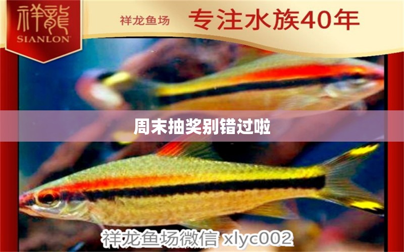 周末抽獎別錯過啦 蝴蝶鯉魚苗 第2張