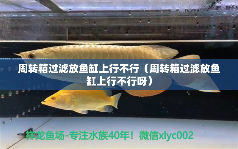 周轉箱過濾放魚缸上行不行（周轉箱過濾放魚缸上行不行呀）