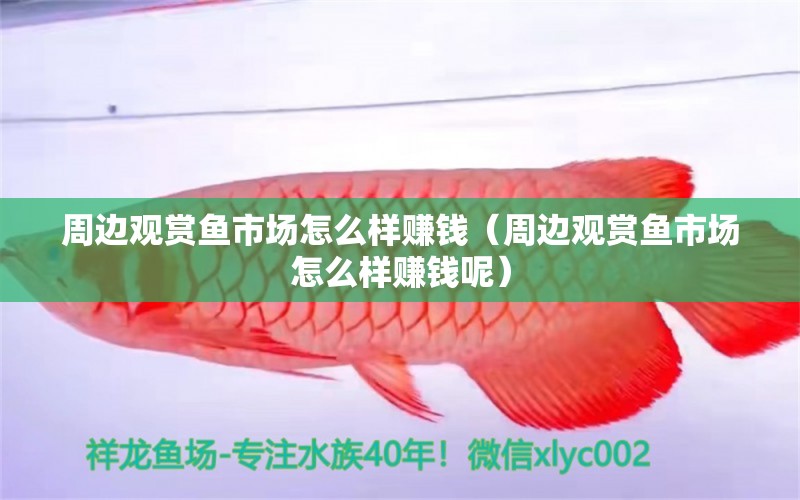 周邊觀賞魚市場怎么樣賺錢（周邊觀賞魚市場怎么樣賺錢呢） 觀賞魚市場（混養(yǎng)魚）