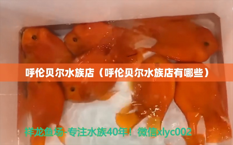 呼倫貝爾水族店（呼倫貝爾水族店有哪些） 觀賞魚市場