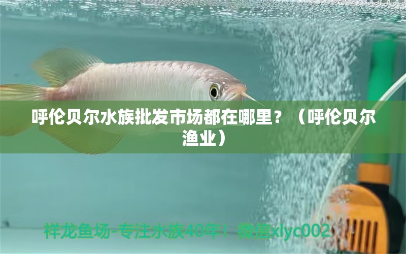 呼倫貝爾水族批發(fā)市場(chǎng)都在哪里？（呼倫貝爾漁業(yè)） 觀賞魚進(jìn)出口