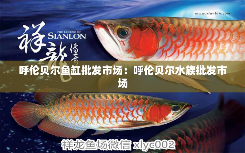 呼倫貝爾魚缸批發(fā)市場：呼倫貝爾水族批發(fā)市場 全國觀賞魚市場 第1張