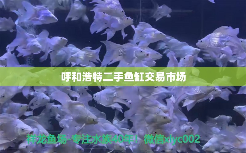 呼和浩特二手魚(yú)缸交易市場(chǎng) 祥龍魚(yú)場(chǎng)