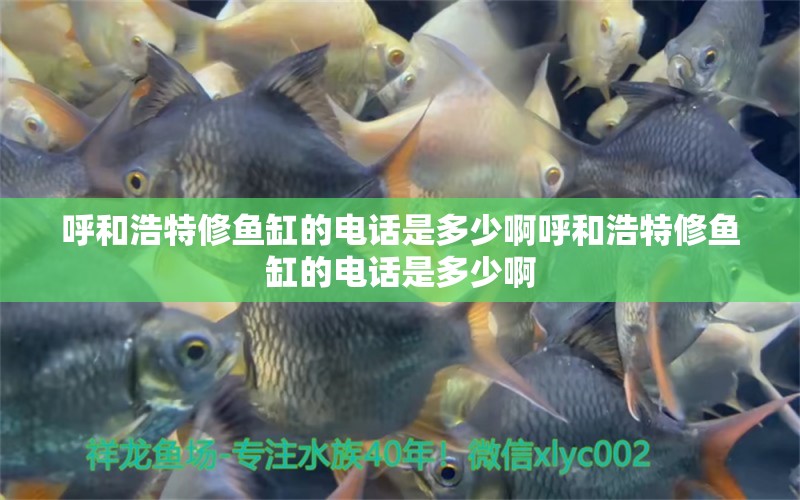 呼和浩特修魚缸的電話是多少啊呼和浩特修魚缸的電話是多少啊