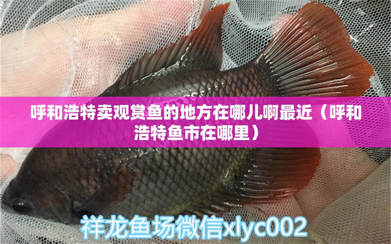 呼和浩特賣觀賞魚的地方在哪兒啊最近（呼和浩特魚市在哪里）