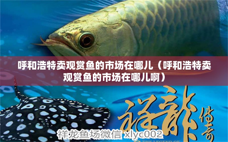 呼和浩特賣觀賞魚的市場(chǎng)在哪兒（呼和浩特賣觀賞魚的市場(chǎng)在哪兒?。?觀賞魚市場(chǎng)（混養(yǎng)魚）