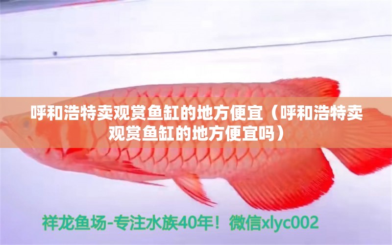 呼和浩特賣觀賞魚缸的地方便宜（呼和浩特賣觀賞魚缸的地方便宜嗎） 大日玉鯖魚