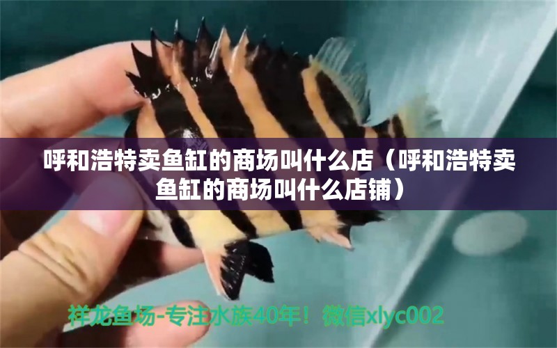 呼和浩特賣魚缸的商場叫什么店（呼和浩特賣魚缸的商場叫什么店鋪） 祥龍水族醫(yī)院