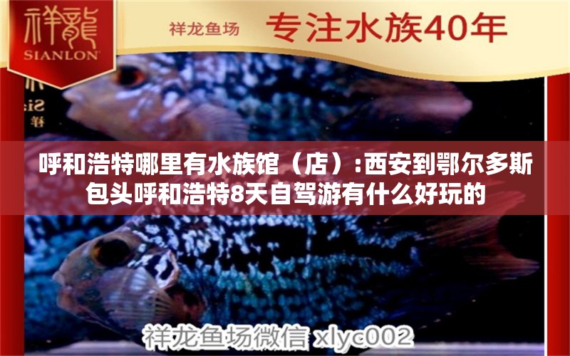 呼和浩特哪里有水族館（店）:西安到鄂爾多斯包頭呼和浩特8天自駕游有什么好玩的 觀賞魚水族批發(fā)市場