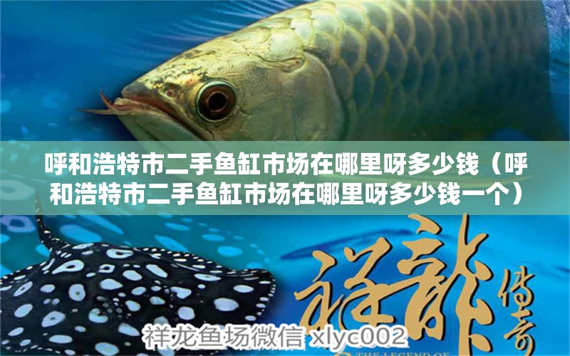 呼和浩特市二手魚缸市場在哪里呀多少錢（呼和浩特市二手魚缸市場在哪里呀多少錢一個） 祥龍水族醫(yī)院