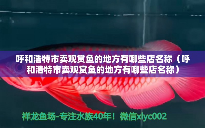 呼和浩特市賣觀賞魚的地方有哪些店名稱（呼和浩特市賣觀賞魚的地方有哪些店名稱） 祥龍水族醫(yī)院