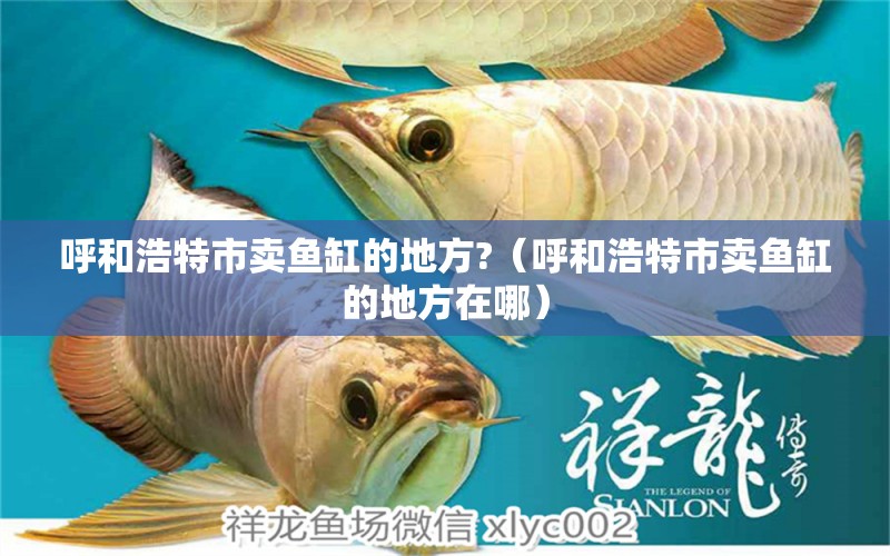 呼和浩特市賣魚缸的地方?（呼和浩特市賣魚缸的地方在哪）