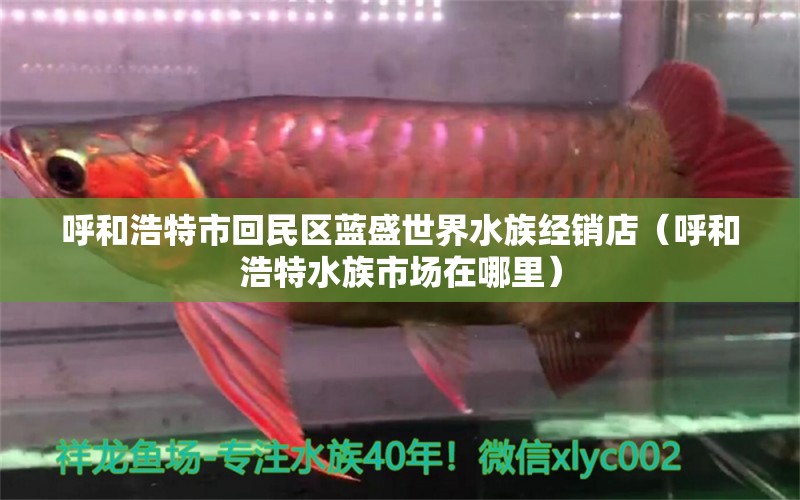 呼和浩特市回民區(qū)藍(lán)盛世界水族經(jīng)銷店（呼和浩特水族市場在哪里） 全國水族館企業(yè)名錄