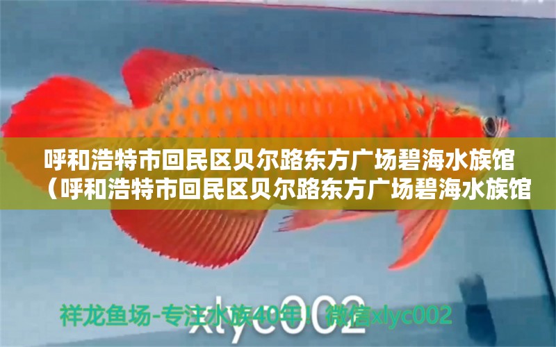 呼和浩特市回民區(qū)貝爾路東方廣場(chǎng)碧海水族館（呼和浩特市回民區(qū)貝爾路東方廣場(chǎng)碧海水族館電話(huà)多少）