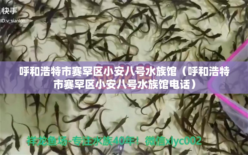 呼和浩特市賽罕區(qū)小安八號水族館（呼和浩特市賽罕區(qū)小安八號水族館電話）