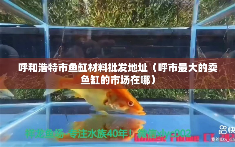 呼和浩特市魚缸材料批發(fā)地址（呼市最大的賣魚缸的市場在哪） 蝴蝶鯉 第1張