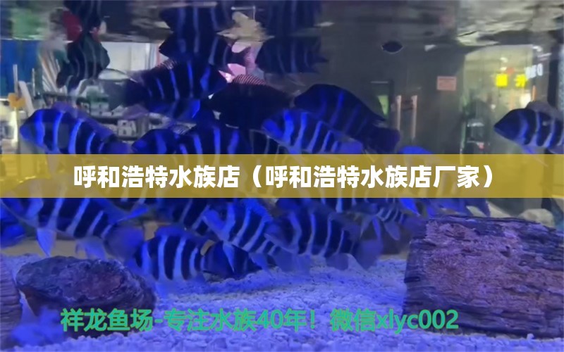 呼和浩特水族店（呼和浩特水族店廠家） 觀賞魚市場(chǎng)