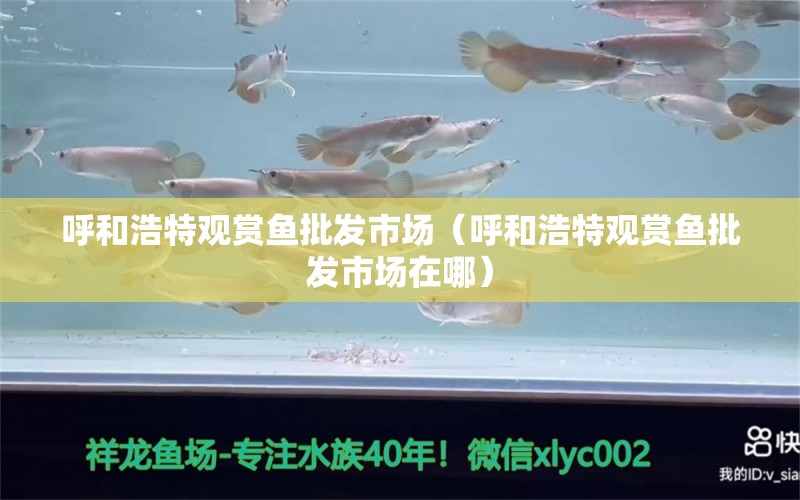 呼和浩特觀賞魚批發(fā)市場（呼和浩特觀賞魚批發(fā)市場在哪） 觀賞魚批發(fā)