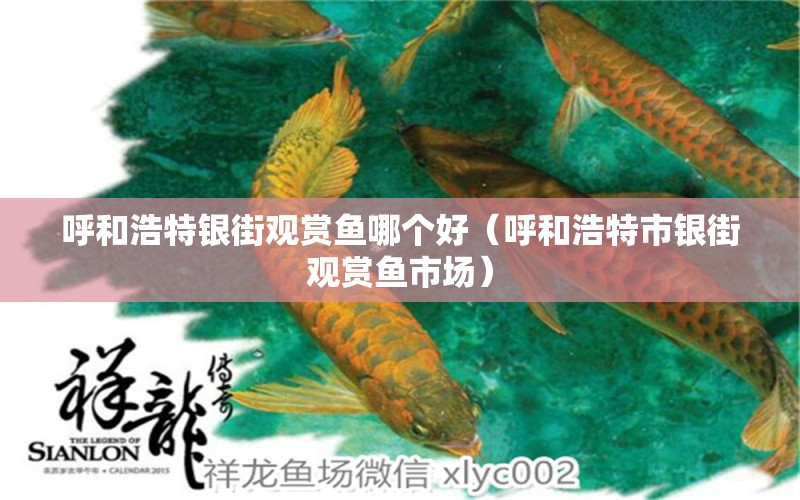 呼和浩特銀街觀賞魚哪個(gè)好（呼和浩特市銀街觀賞魚市場(chǎng)）