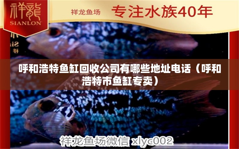 呼和浩特魚缸回收公司有哪些地址電話（呼和浩特市魚缸專賣） 黃金達(dá)摩魚