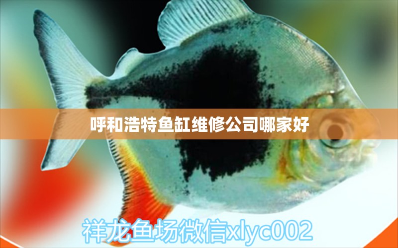 呼和浩特魚缸維修公司哪家好