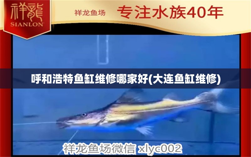 呼和浩特魚缸維修哪家好(大連魚缸維修) 黑影道人魚