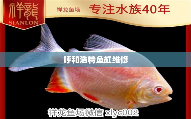 呼和浩特魚缸維修 其他品牌魚缸