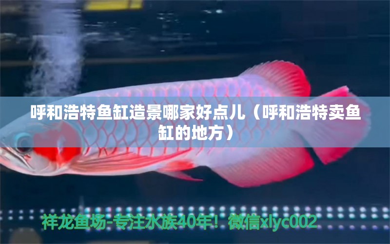 呼和浩特魚缸造景哪家好點兒（呼和浩特賣魚缸的地方）