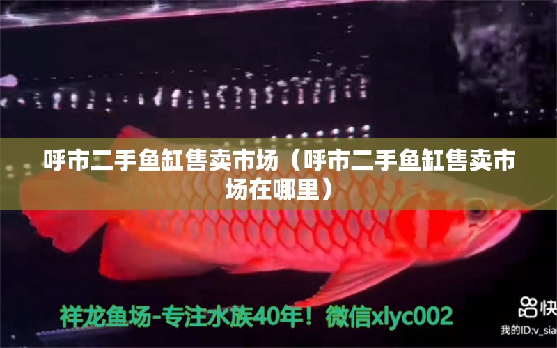 呼市二手魚(yú)缸售賣(mài)市場(chǎng)（呼市二手魚(yú)缸售賣(mài)市場(chǎng)在哪里）