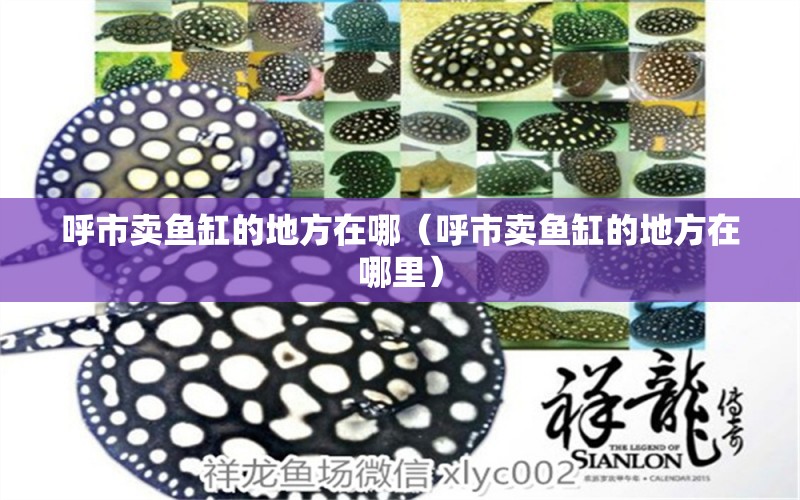 呼市賣魚缸的地方在哪（呼市賣魚缸的地方在哪里） 其他品牌魚缸