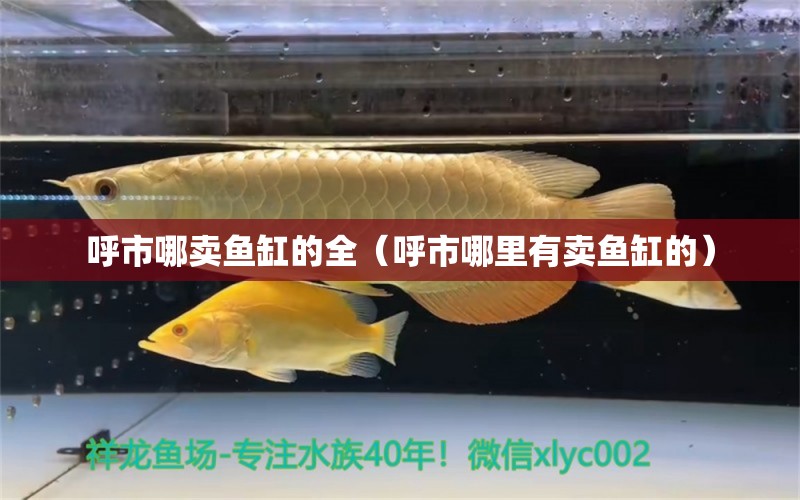 呼市哪賣(mài)魚(yú)缸的全（呼市哪里有賣(mài)魚(yú)缸的）