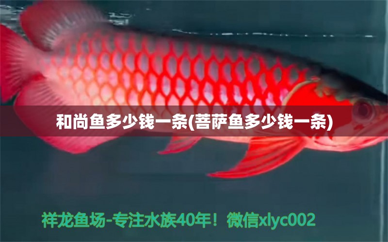 和尚魚多少錢一條(菩薩魚多少錢一條) 和尚魚 第1張