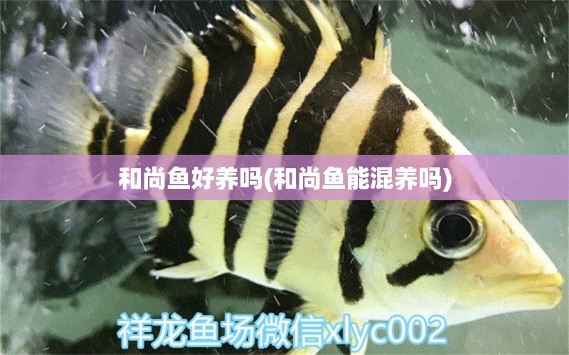 和尚魚好養(yǎng)嗎(和尚魚能混養(yǎng)嗎) 和尚魚