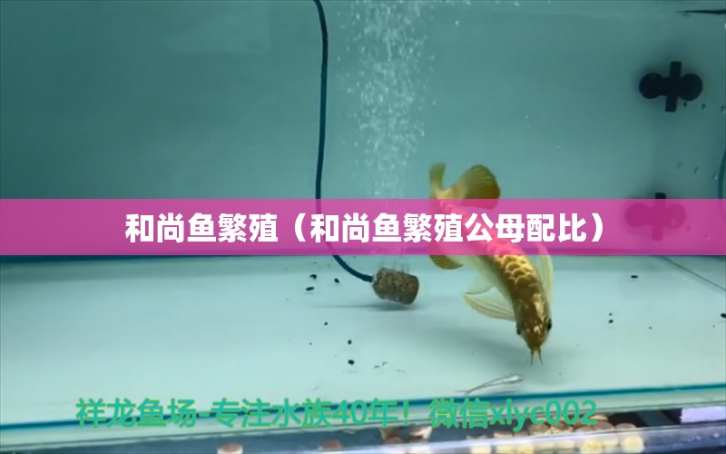 和尚魚繁殖（和尚魚繁殖公母配比） 和尚魚