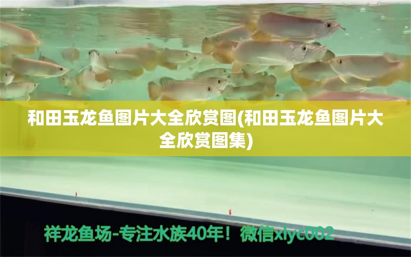 和田玉龍魚圖片大全欣賞圖(和田玉龍魚圖片大全欣賞圖集) 祥龍傳奇品牌魚缸