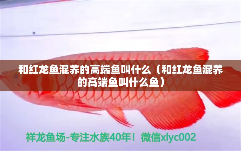 和紅龍魚混養(yǎng)的高端魚叫什么（和紅龍魚混養(yǎng)的高端魚叫什么魚） 龍魚疾病與治療