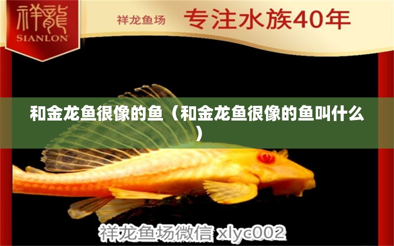 和金龍魚(yú)很像的魚(yú)（和金龍魚(yú)很像的魚(yú)叫什么） 賽級(jí)紅龍魚(yú)