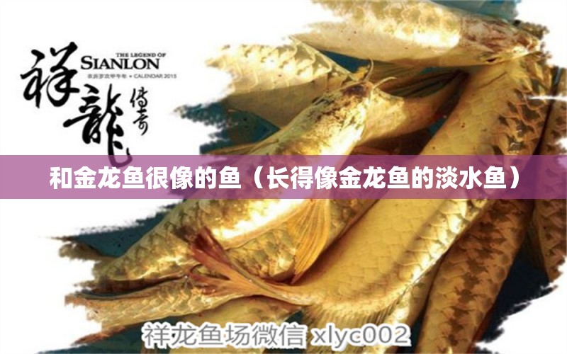 和金龍魚很像的魚（長得像金龍魚的淡水魚）