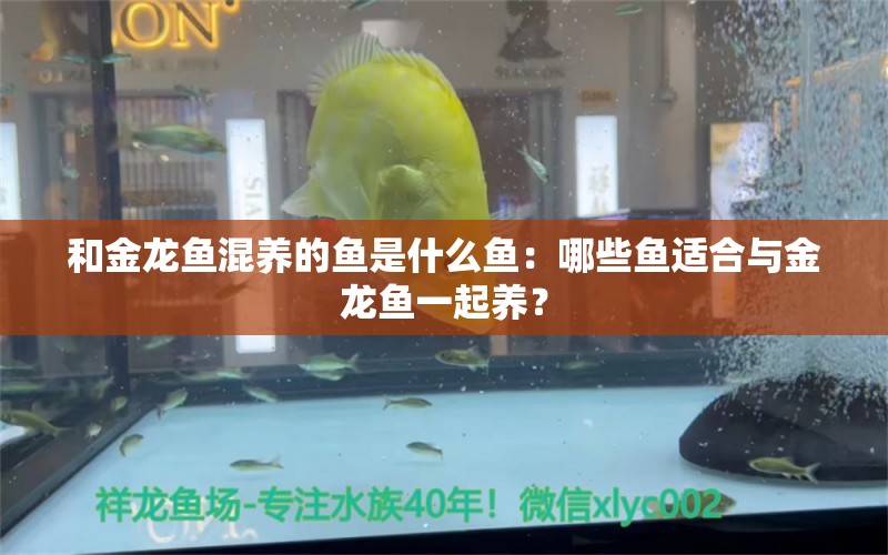 和金龍魚混養(yǎng)的魚是什么魚：哪些魚適合與金龍魚一起養(yǎng)？ 龍魚百科 第2張