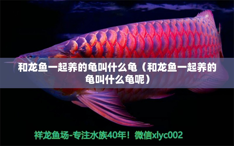 和龍魚一起養(yǎng)的龜叫什么龜（和龍魚一起養(yǎng)的龜叫什么龜呢） 烏龜