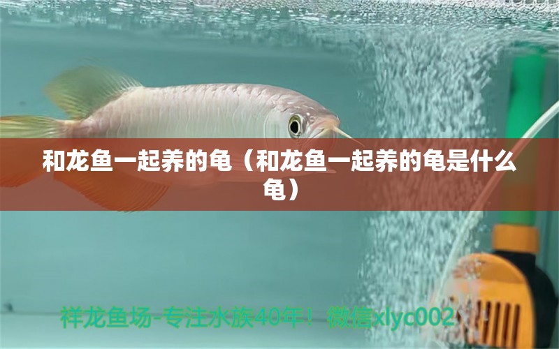 和龍魚一起養(yǎng)的龜（和龍魚一起養(yǎng)的龜是什么龜） 烏龜