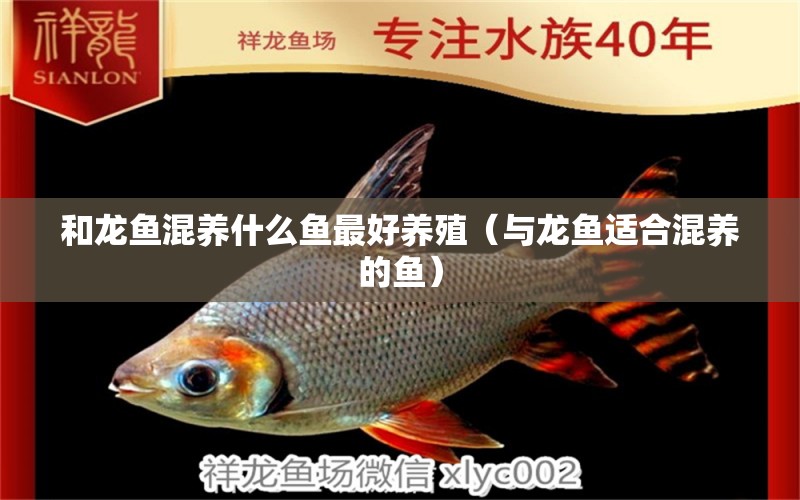 和龍魚混養(yǎng)什么魚最好養(yǎng)殖（與龍魚適合混養(yǎng)的魚）