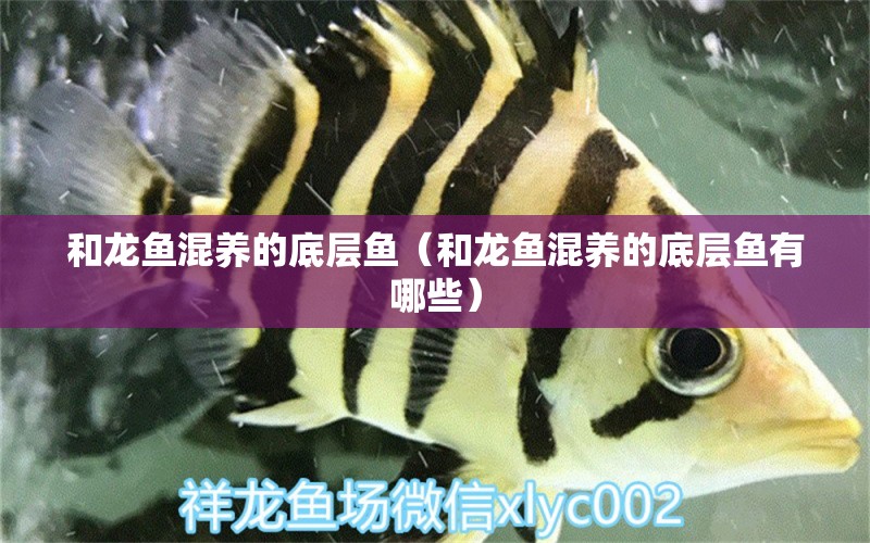 和龍魚混養(yǎng)的底層魚（和龍魚混養(yǎng)的底層魚有哪些） 斑馬狗頭魚