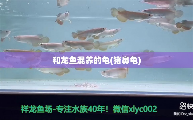 和龍魚(yú)混養(yǎng)的龜(豬鼻龜) 豬鼻龜百科 第1張