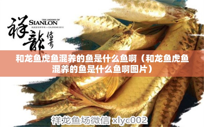 和龍魚(yú)虎魚(yú)混養(yǎng)的魚(yú)是什么魚(yú)啊（和龍魚(yú)虎魚(yú)混養(yǎng)的魚(yú)是什么魚(yú)啊圖片）