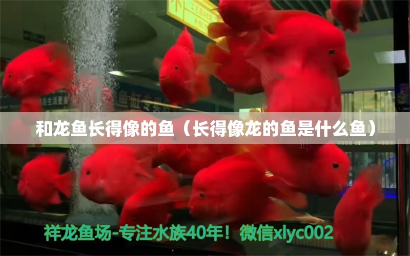 和龍魚長得像的魚（長得像龍的魚是什么魚） 大湖紅龍魚