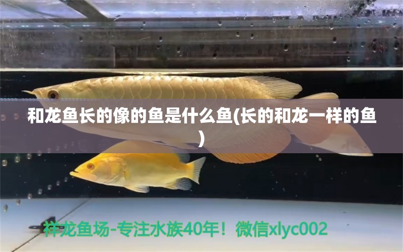 和龍魚長的像的魚是什么魚(長的和龍一樣的魚) 帝王迷宮