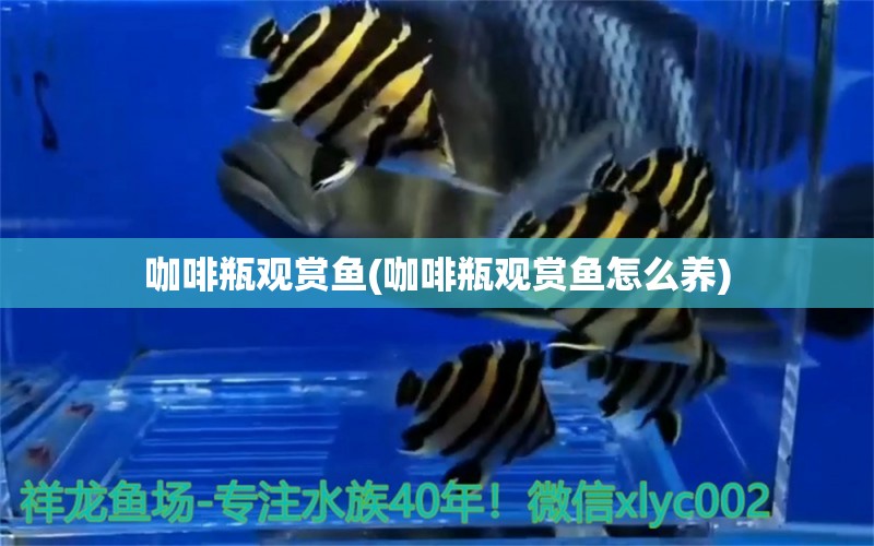 咖啡瓶觀賞魚(咖啡瓶觀賞魚怎么養(yǎng)) 馬來西亞咖啡